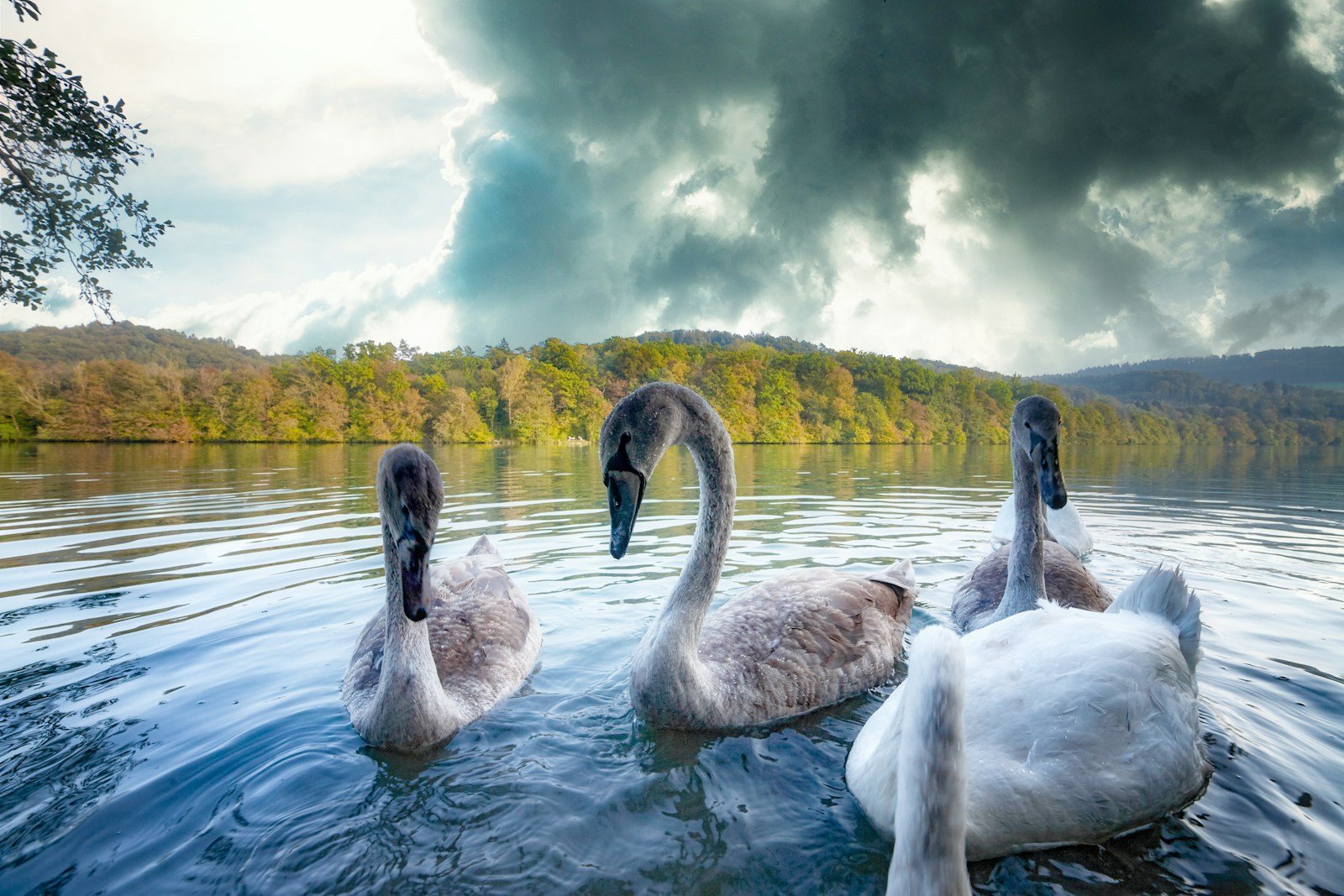 white swan on water during daytime